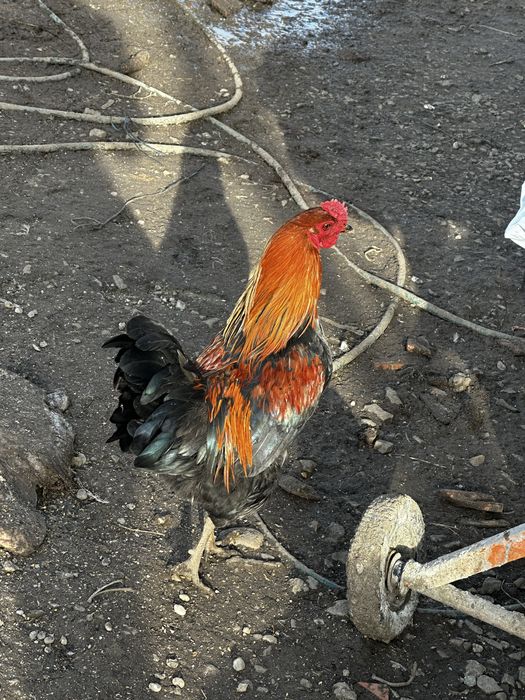 Vand gaini/cocosi din toate rasele 55 de lei buc