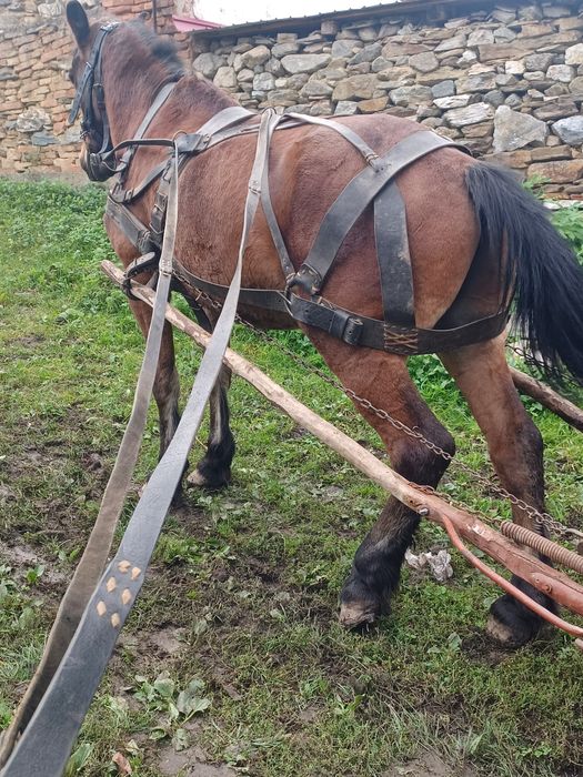 Cal de vînzare de 10 ani caruța si ham