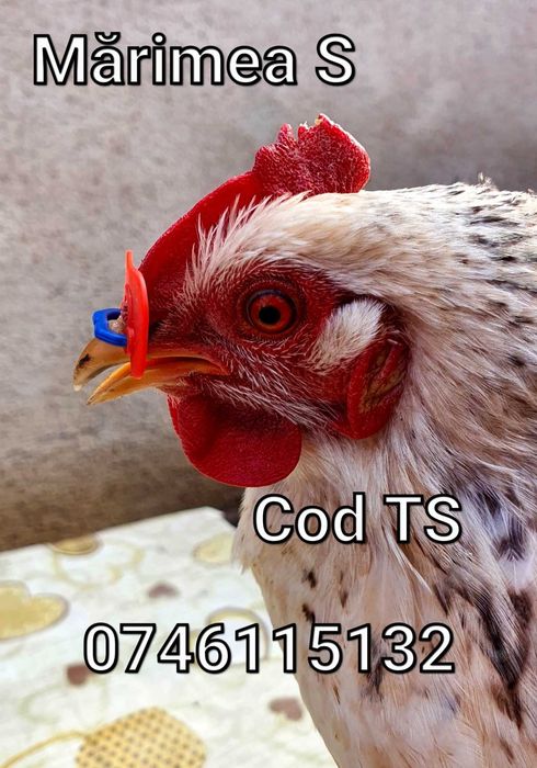 TS-Ochelari FARA STRAPUNGERE NAZALA pentru Gaini Fazani Cocosi Pauni