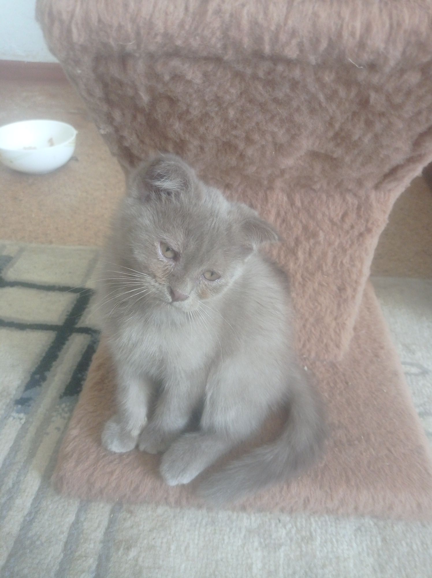 Котенок мальчик скотиш фолд