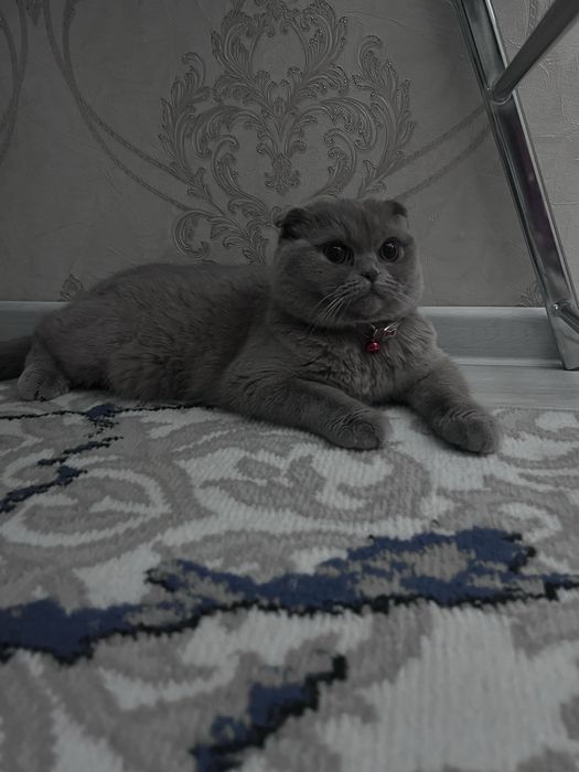 Shatlandski fold 1yosh qiz soglom