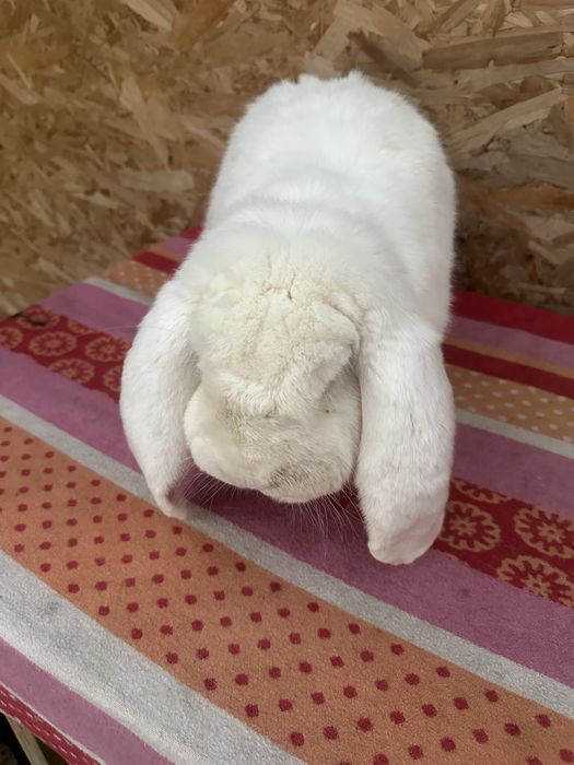 Iepuri berbec german