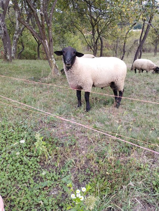 Berbec Suffolk la a doua montă