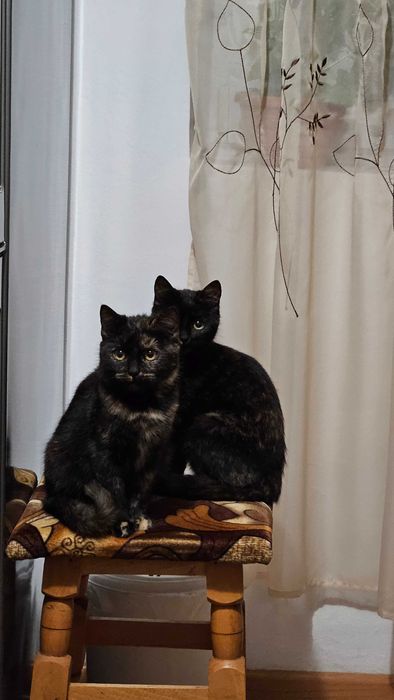 Sushi si Luna își cauta familie