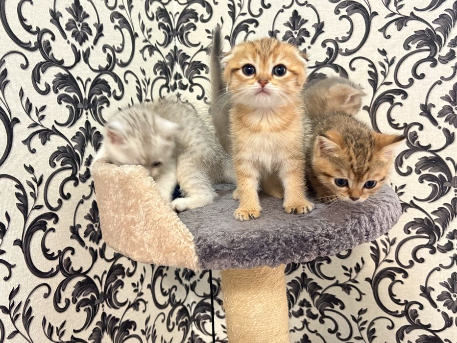 Британская серебристая шиншила