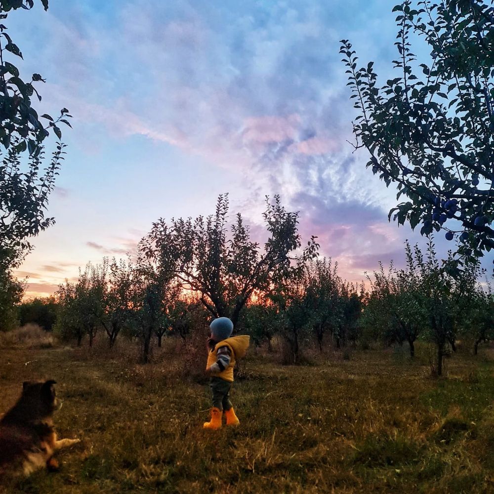 Vând prune Anaspet și Stanley - Ideale pentru gem, țuică, pălincă