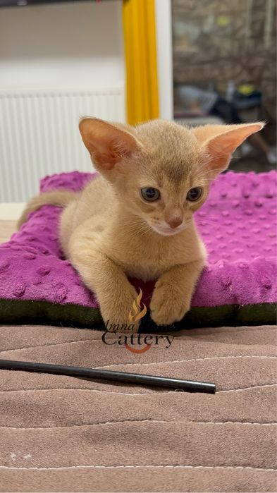 Pui Abisinian de rasă pură – culoare fawn (crem)