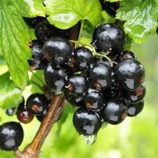 Arbusti Fructiferi (COACAZ NEGRU )