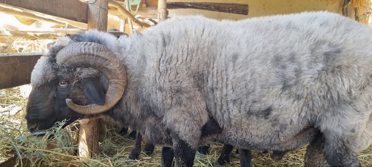 Qóchqor sotiladi merenos jangari