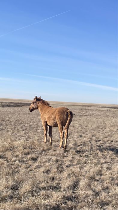 Жабағы сатылады!