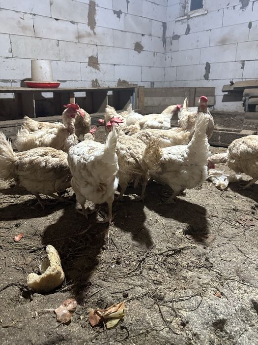 Куры несушки курица