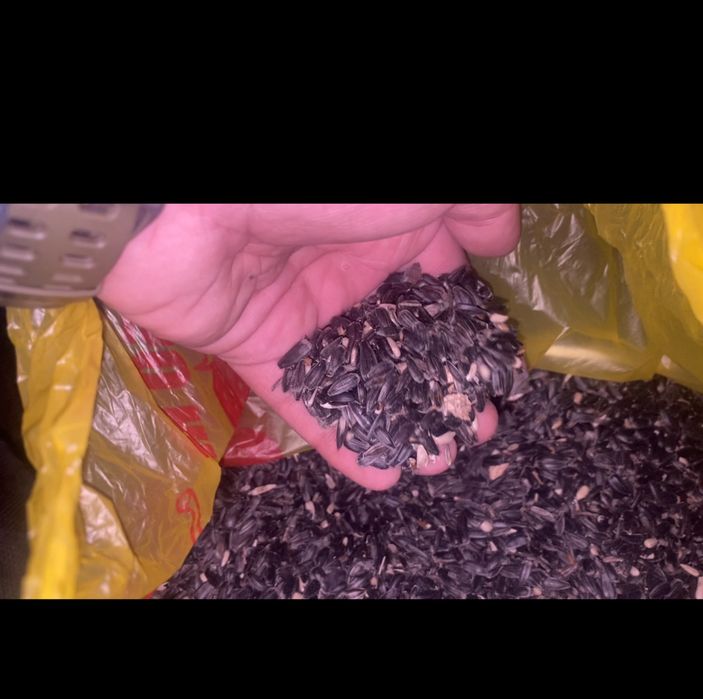 Семечка Оптом