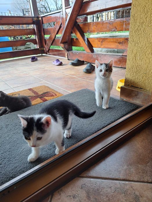 Pisici, donez pisici