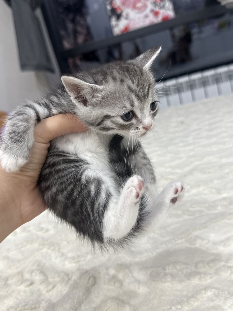 Милые котята на выбор