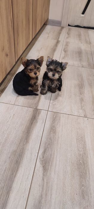 Йорки. Прекрасни представители на породата