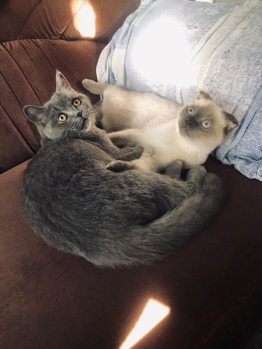 Продаются два котёнка только вместе — милая пара, нужны любящие руки