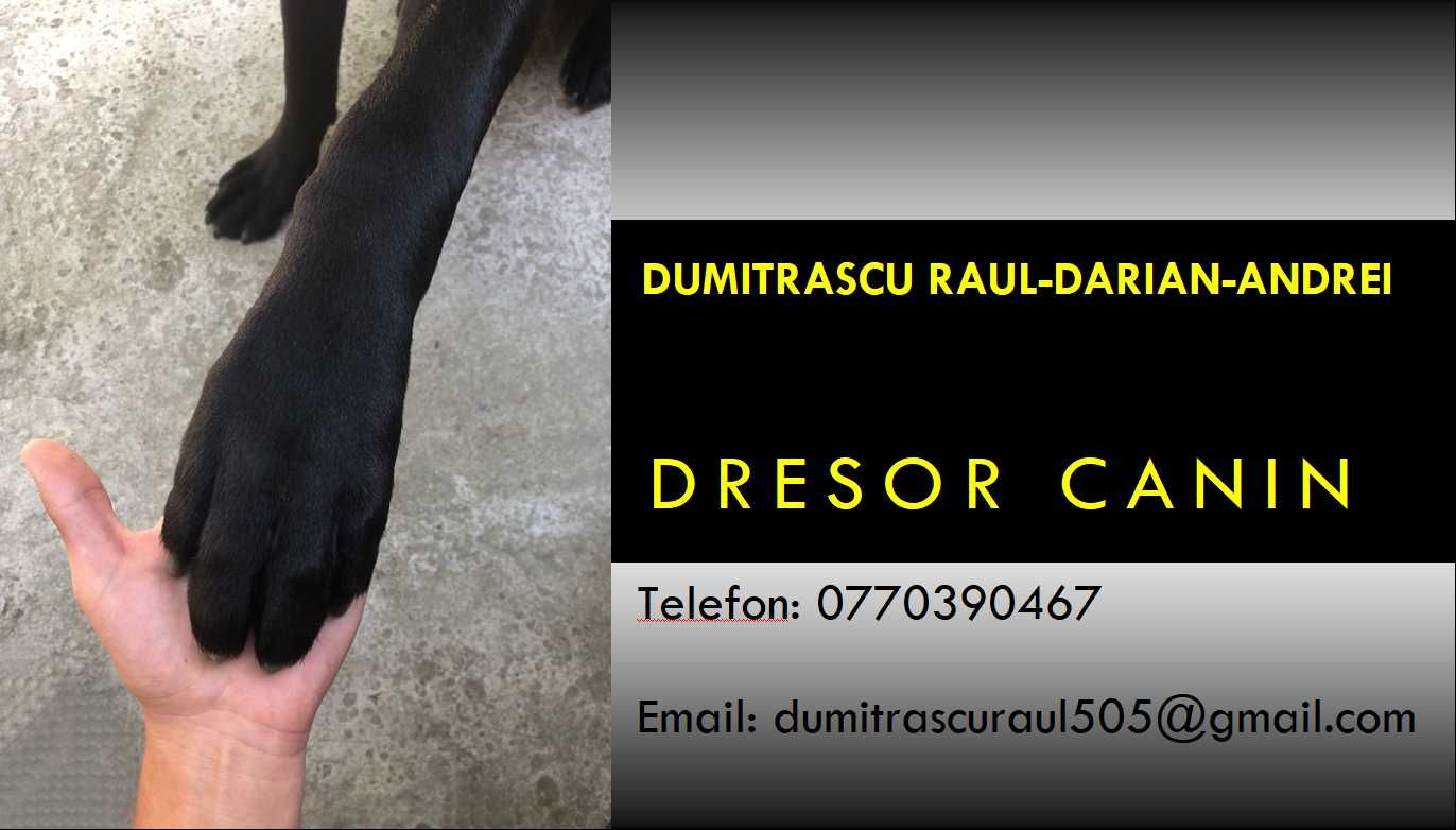 Plimb câini brașov