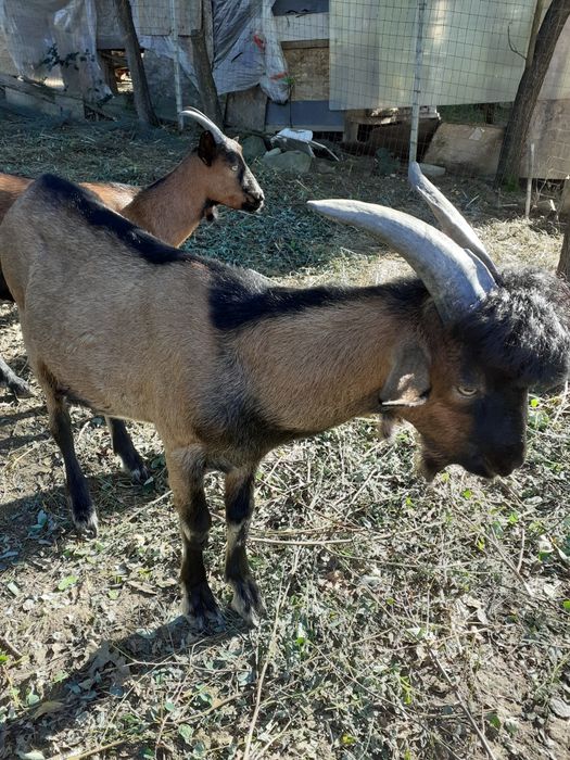 Vand tapisor de 8 luni