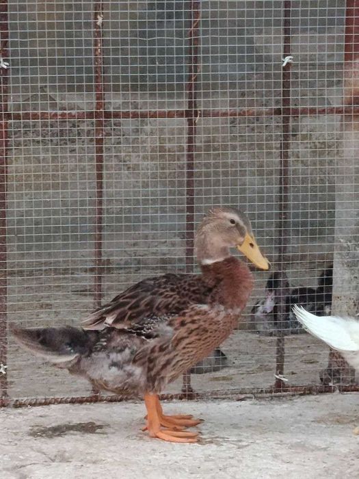 Favorit órdaklar sotiladi 100000 dan