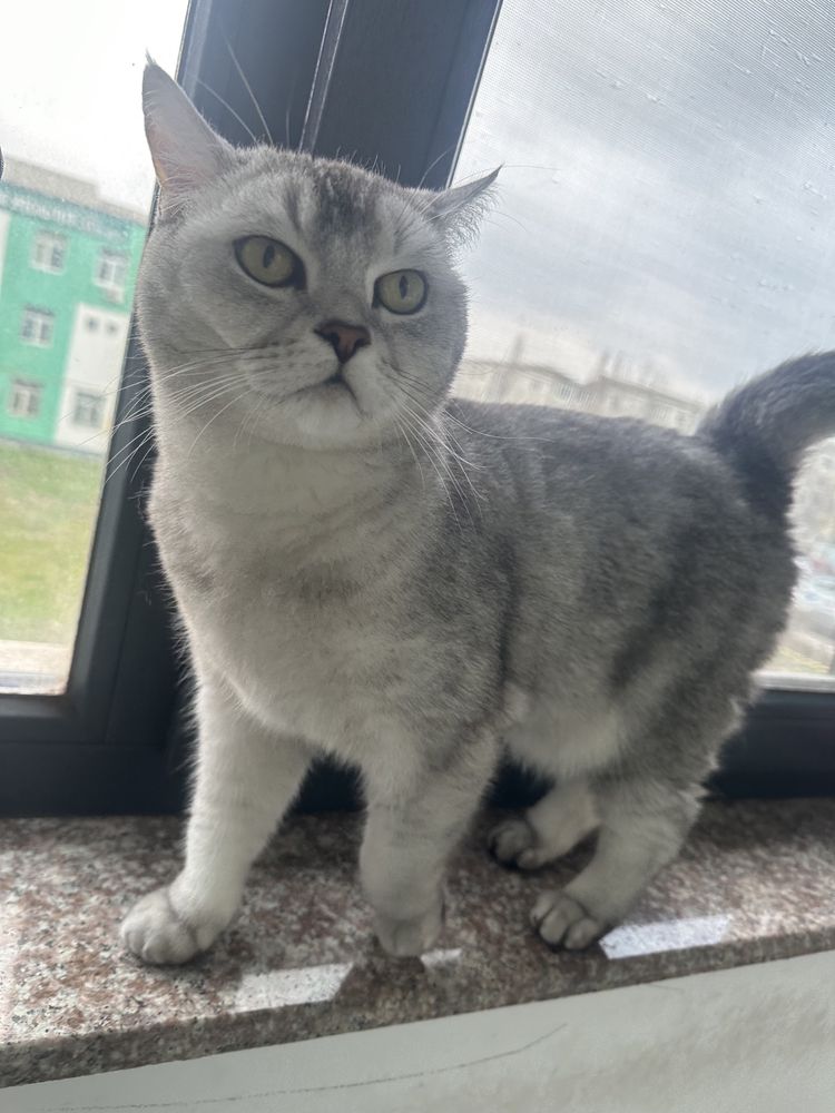 Motanel British shorthair chinchilla