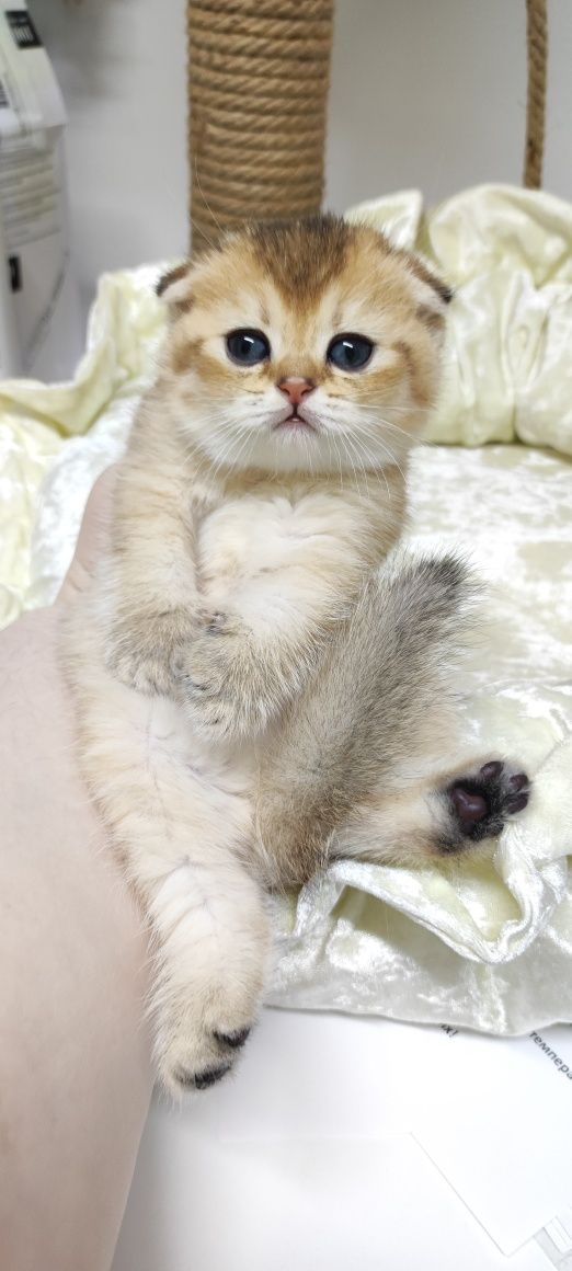 ОчаРовАтельНые КоТяТки