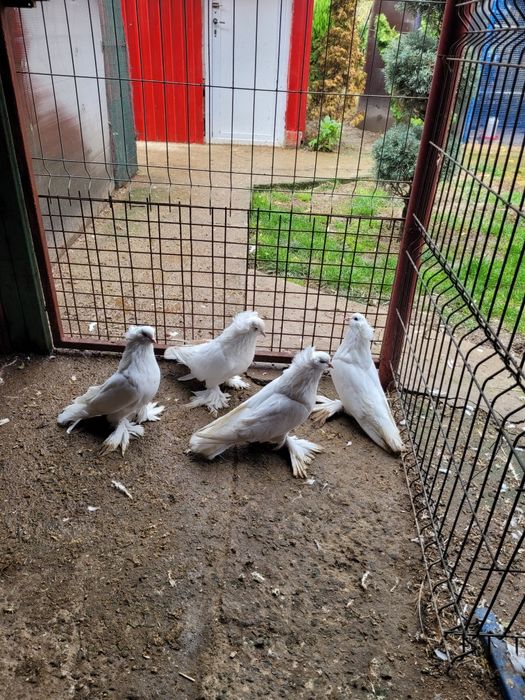 Pauni,fazani,porumbei,rate mandarine