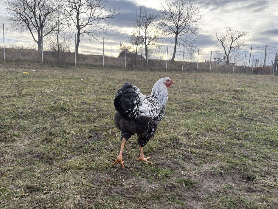 Vand cocosi rasa wyandotte argintiu de 6 luni