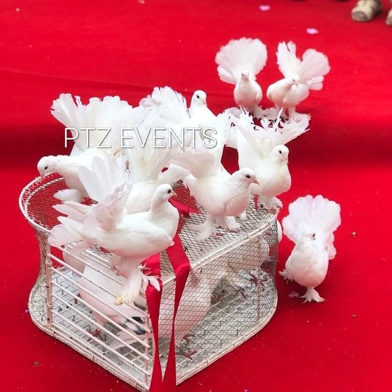Porumbei albi de eliberat covor rosu stâlpișori