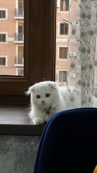 Qordek oppoq scotish fold