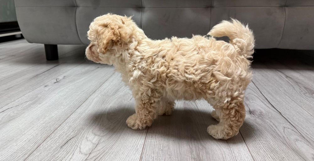 Vand bichon  2 fete 2 baieti