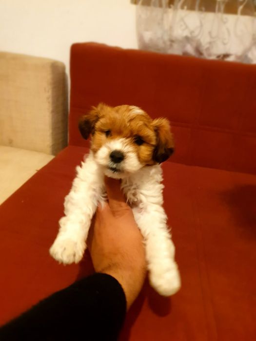 Bichon maltez mini toy alb cu maro