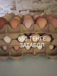 Продам домашнее яйцо