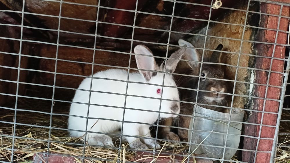 Iepuri de casă 1.5- 2 kg