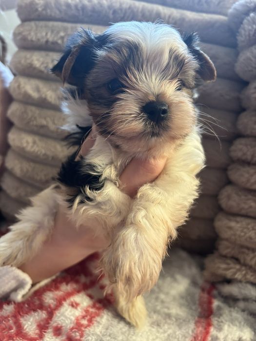 Йорки бивър чудесен подарък