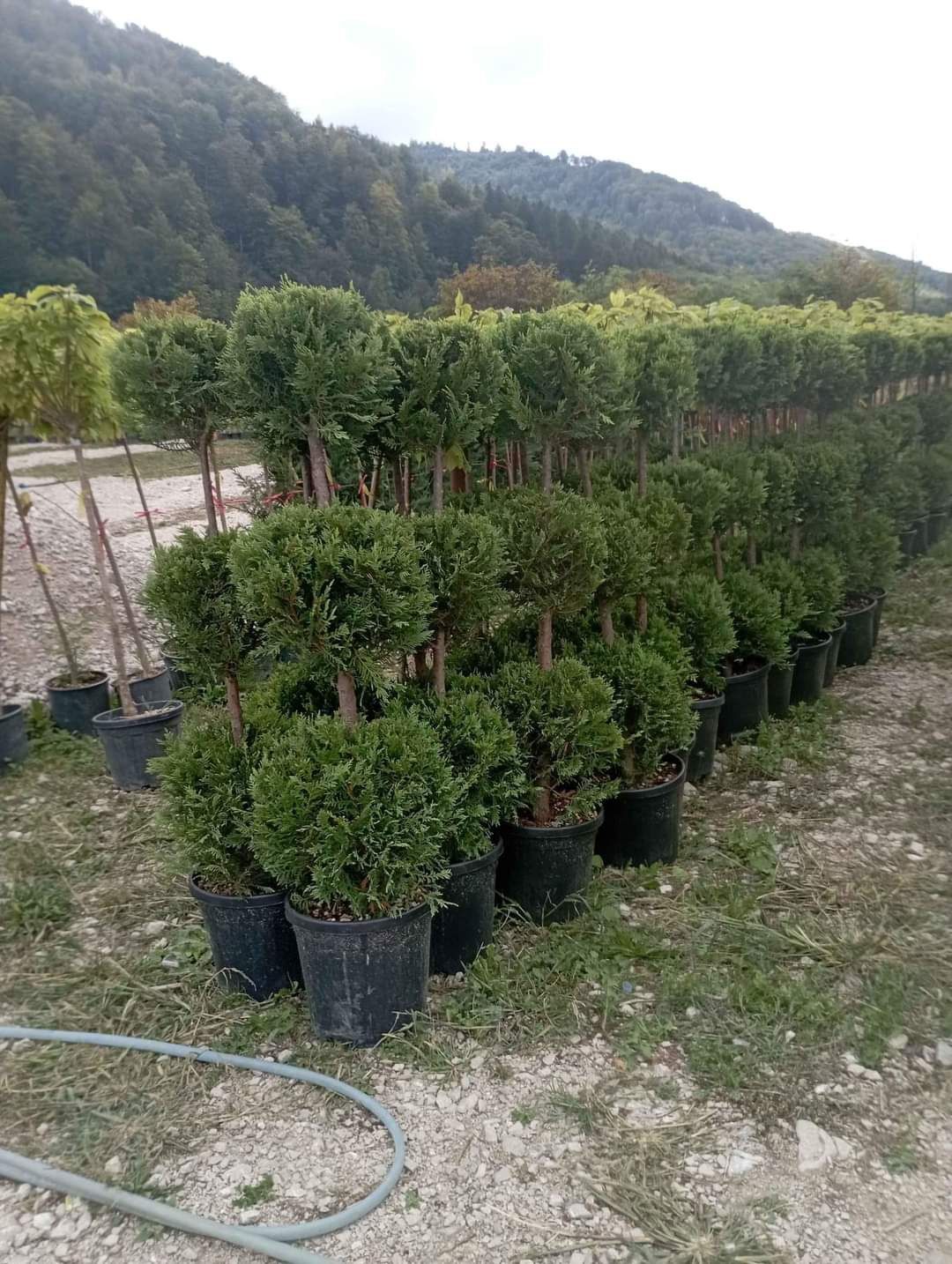 Direct distribuitor plante ornamentale cu experientã in domeniu oferim