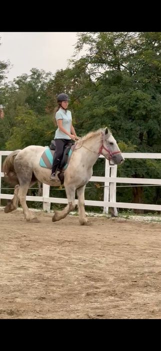 De vanzare cal Echitatie Pinto