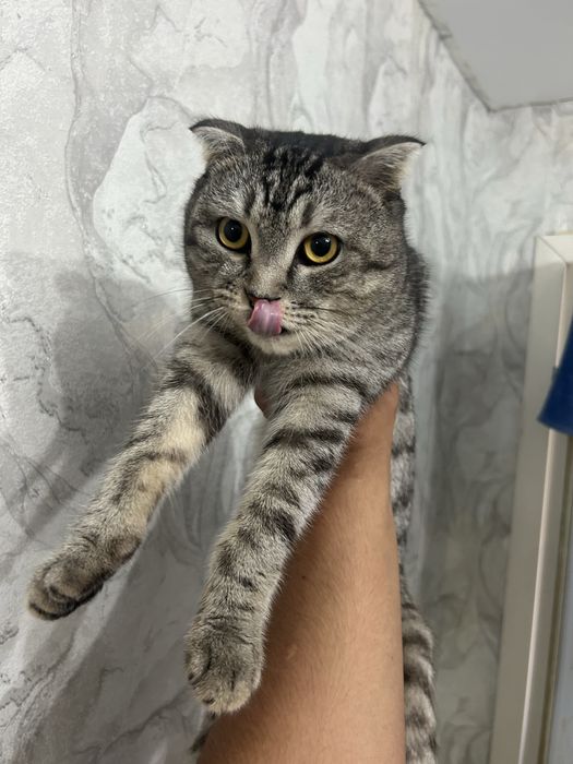Продам кота породисты