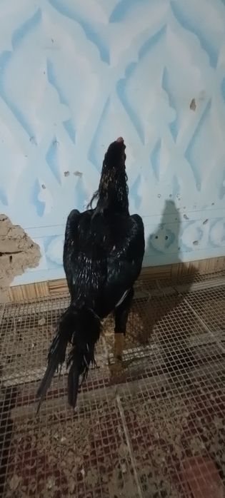 13 ойли хуроз сотилади