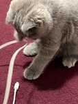 Породистая кошка шотландская веслоухая кошка