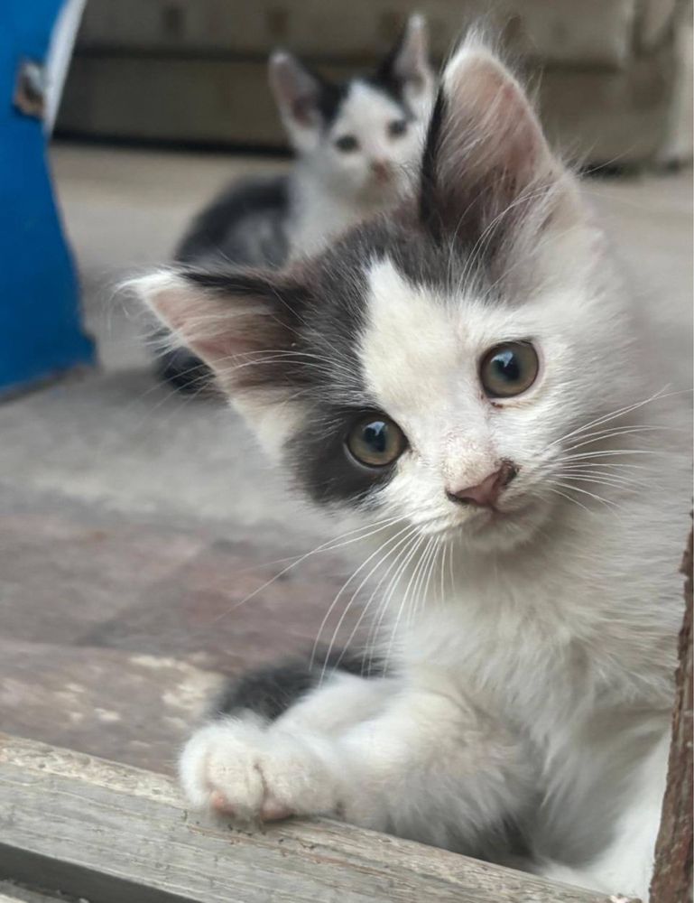 Котята двухмесячные