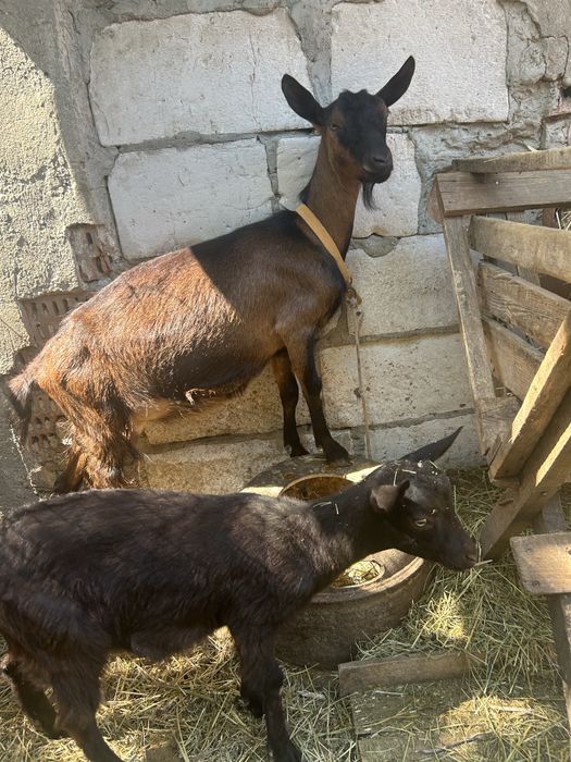 Capre si iezi de vanzare