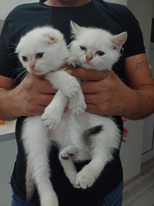 Уникална порода котенца