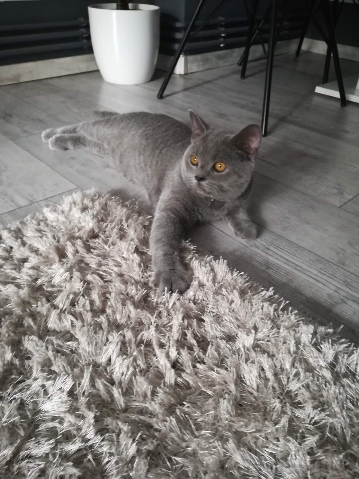 Motan British Shorthair