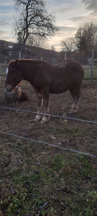 Mânz, de șapte luni
