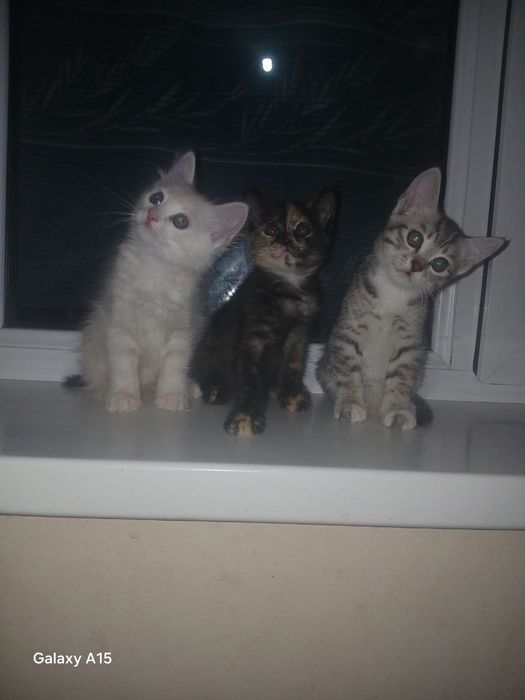 Котята в добрые руки!!!