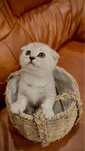 Pisic Scottish Fold