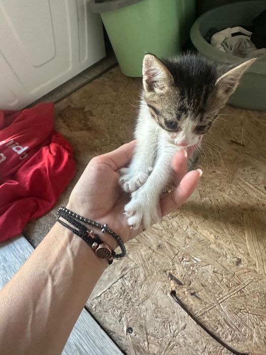 Pisicuța spre adopție