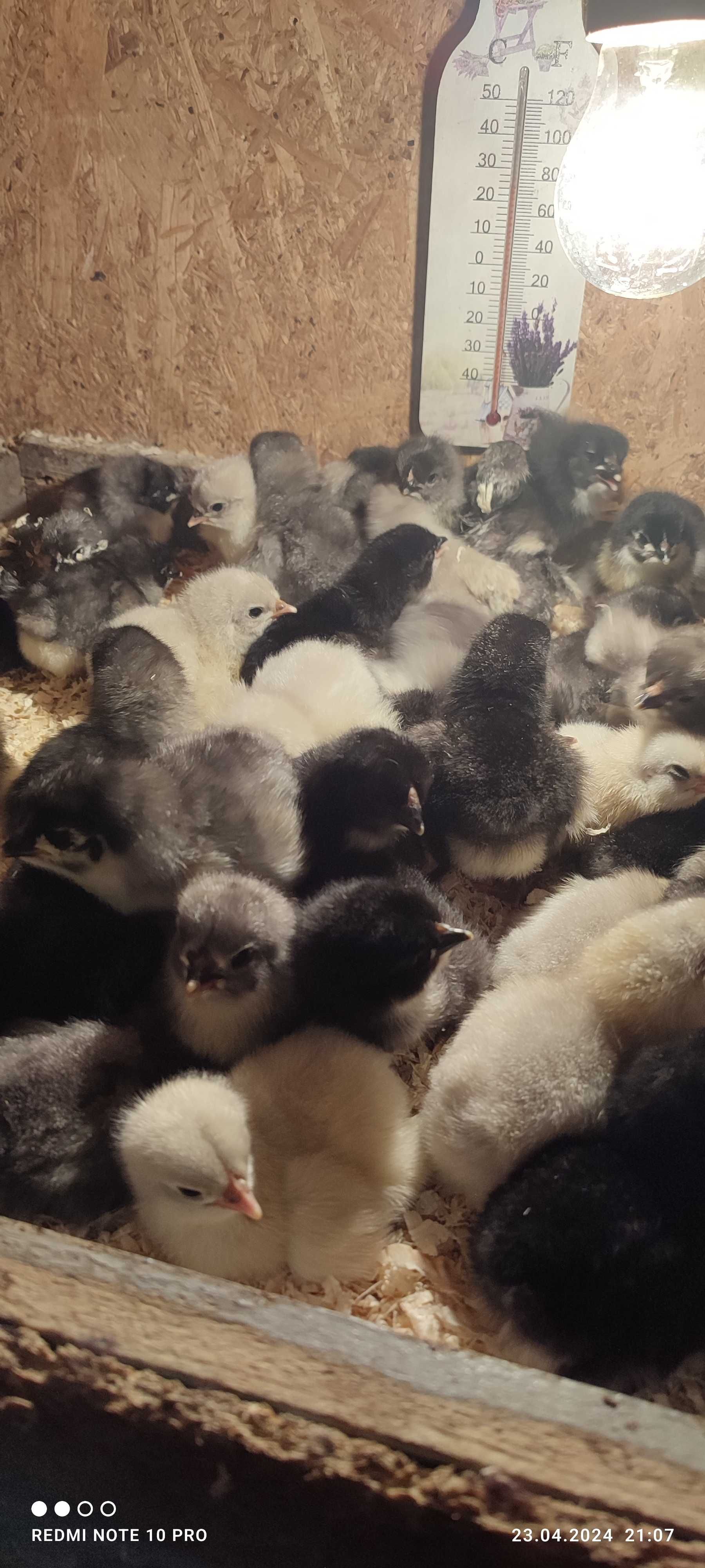 Pui Australorp de o zi