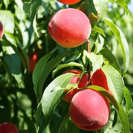 Pomi Fructiferi Clasici