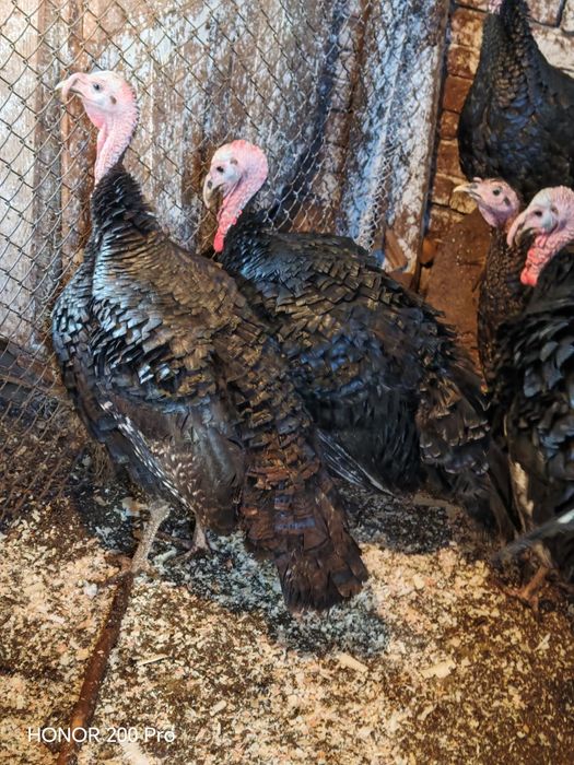 Продавам пуйки порода Артисан